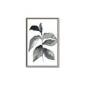 Picture of Black Watercolour Botanical II  _GroupedProduct_Rectangle_Portrait_Canvas_Framed_
