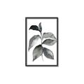 Picture of Black Watercolour Botanical II  _GroupedProduct_Rectangle_Portrait_Canvas_Framed_