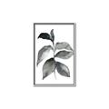 Picture of Black Watercolour Botanical II  _GroupedProduct_Rectangle_Portrait_Canvas_Framed_