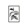 Picture of Black Watercolour Botanical II  _GroupedProduct_Rectangle_Portrait_Canvas_Framed_