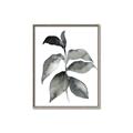 Picture of Black Watercolour Botanical II  _GroupedProduct_Rectangle_Portrait_Canvas_Framed_