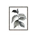 Picture of Black Watercolour Botanical II  _GroupedProduct_Rectangle_Portrait_Canvas_Framed_