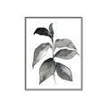 Picture of Black Watercolour Botanical II  _GroupedProduct_Rectangle_Portrait_Canvas_Framed_