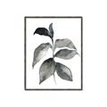 Picture of Black Watercolour Botanical II  _GroupedProduct_Rectangle_Portrait_Canvas_Framed_