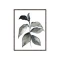 Picture of Black Watercolour Botanical II  _GroupedProduct_Rectangle_Portrait_Canvas_Framed_