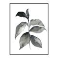 Picture of Black Watercolour Botanical II  _GroupedProduct_Rectangle_Portrait_Canvas_Framed_