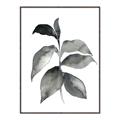 Picture of Black Watercolour Botanical II  _GroupedProduct_Rectangle_Portrait_Canvas_Framed_