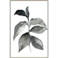 Picture of Black Watercolour Botanical II  _GroupedProduct_Rectangle_Portrait_Canvas_Framed_