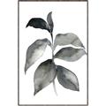 Picture of Black Watercolour Botanical II  _GroupedProduct_Rectangle_Portrait_Canvas_Framed_