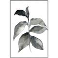 Picture of Black Watercolour Botanical II  _GroupedProduct_Rectangle_Portrait_Canvas_Framed_