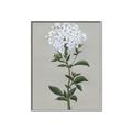 Picture of White flower I  _GroupedProduct_Rectangle_Portrait_Canvas_Framed_