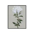 Picture of White flower I  _GroupedProduct_Rectangle_Portrait_Canvas_Framed_