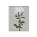 Picture of White flower I  _GroupedProduct_Rectangle_Portrait_Canvas_Framed_