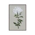 Picture of White flower I  _GroupedProduct_Rectangle_Portrait_Canvas_Framed_