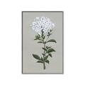 Picture of White flower I  _GroupedProduct_Rectangle_Portrait_Canvas_Framed_