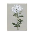 Picture of White flower I  _GroupedProduct_Rectangle_Portrait_Canvas_Framed_