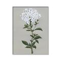 Picture of White flower I  _GroupedProduct_Rectangle_Portrait_Canvas_Framed_