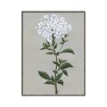 Picture of White flower I  _GroupedProduct_Rectangle_Portrait_Canvas_Framed_