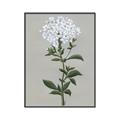 Picture of White flower I  _GroupedProduct_Rectangle_Portrait_Canvas_Framed_
