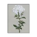 Picture of White flower I  _GroupedProduct_Rectangle_Portrait_Canvas_Framed_
