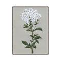 Picture of White flower I  _GroupedProduct_Rectangle_Portrait_Canvas_Framed_