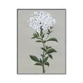 Picture of White flower I  _GroupedProduct_Rectangle_Portrait_Canvas_Framed_