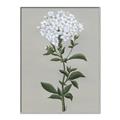 Picture of White flower I  _GroupedProduct_Rectangle_Portrait_Canvas_Framed_