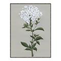 Picture of White flower I  _GroupedProduct_Rectangle_Portrait_Canvas_Framed_