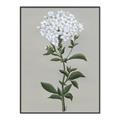 Picture of White flower I  _GroupedProduct_Rectangle_Portrait_Canvas_Framed_