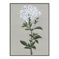 Picture of White flower I  _GroupedProduct_Rectangle_Portrait_Canvas_Framed_