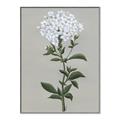 Picture of White flower I  _GroupedProduct_Rectangle_Portrait_Canvas_Framed_