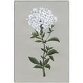 Picture of White flower I  _GroupedProduct_Rectangle_Portrait_Canvas_Framed_