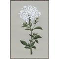 Picture of White flower I  _GroupedProduct_Rectangle_Portrait_Canvas_Framed_