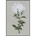 Picture of White flower I  _GroupedProduct_Rectangle_Portrait_Canvas_Framed_