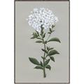 Picture of White flower I  _GroupedProduct_Rectangle_Portrait_Canvas_Framed_