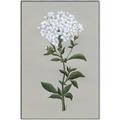 Picture of White flower I  _GroupedProduct_Rectangle_Portrait_Canvas_Framed_