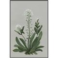 Picture of White flower II  _GroupedProduct_Rectangle_Portrait_Canvas_Framed_