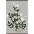 Picture of White flower III _GroupedProduct_Rectangle_Portrait_Canvas_Framed_