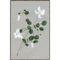 Picture of White flower IV _GroupedProduct_Rectangle_Portrait_Canvas_Framed_