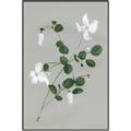 Picture of White flower IV _GroupedProduct_Rectangle_Portrait_Canvas_Framed_