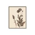 Picture of Vintage Botanical I  _GroupedProduct_Rectangle_Portrait_Canvas_Framed_