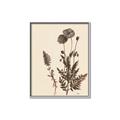 Picture of Vintage Botanical I  _GroupedProduct_Rectangle_Portrait_Canvas_Framed_