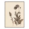 Picture of Vintage Botanical I  _GroupedProduct_Rectangle_Portrait_Canvas_Framed_