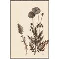 Picture of Vintage Botanical I  _GroupedProduct_Rectangle_Portrait_Canvas_Framed_