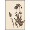 Picture of Vintage Botanical I  _GroupedProduct_Rectangle_Portrait_Canvas_Framed_