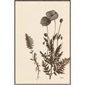 Picture of Vintage Botanical I  _GroupedProduct_Rectangle_Portrait_Canvas_Framed_