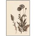 Picture of Vintage Botanical I  _GroupedProduct_Rectangle_Portrait_Canvas_Framed_