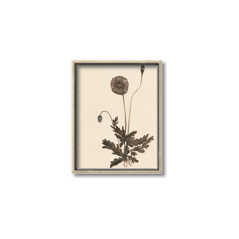 Picture of Vintage Botanical II  _GroupedProduct_Rectangle_Portrait_Canvas_Framed_