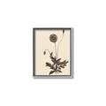 Picture of Vintage Botanical II  _GroupedProduct_Rectangle_Portrait_Canvas_Framed_