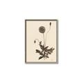 Picture of Vintage Botanical II  _GroupedProduct_Rectangle_Portrait_Canvas_Framed_